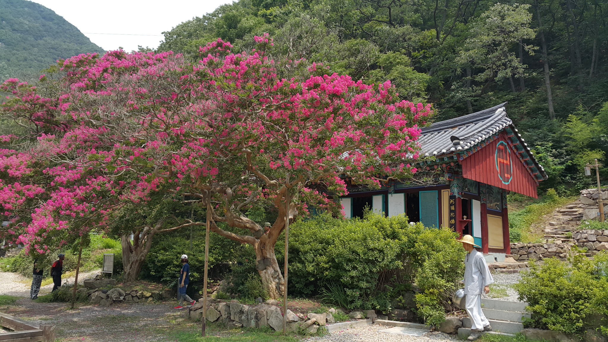20150802_115158.jpg : 500년된 배롱나무