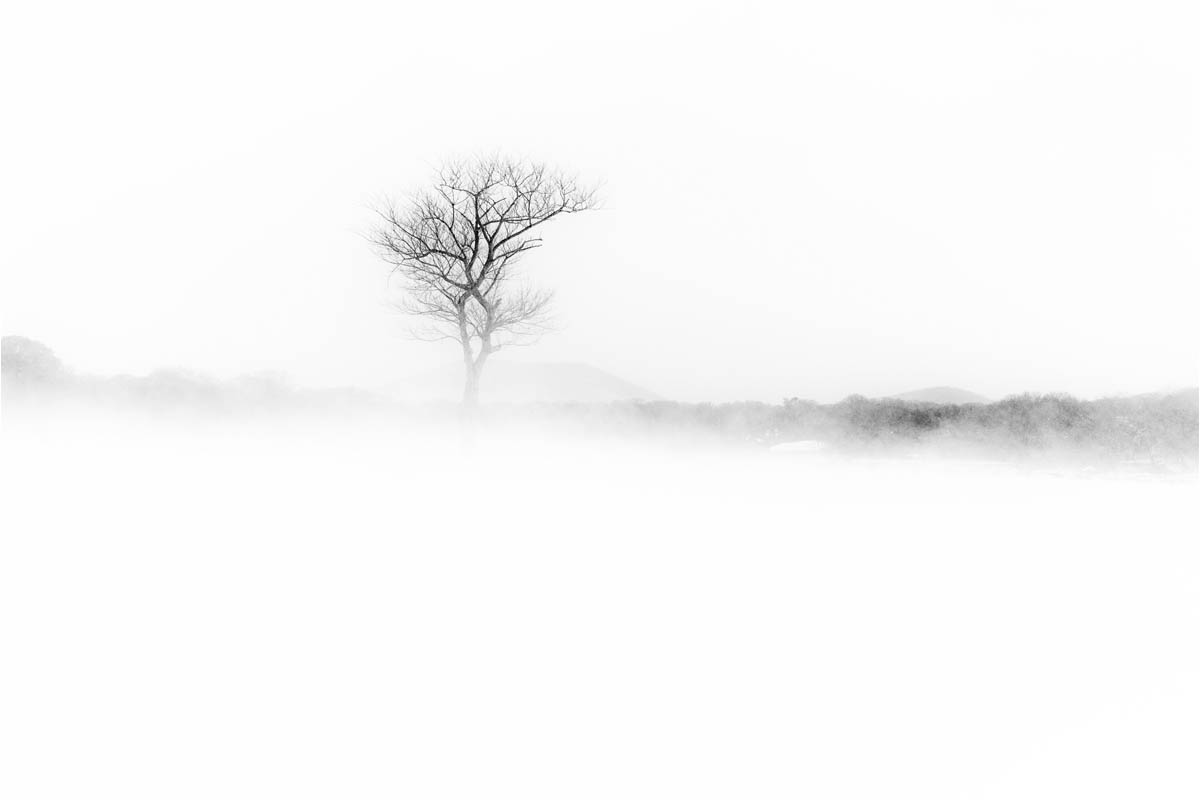 081A7207.jpg : 겨울나무