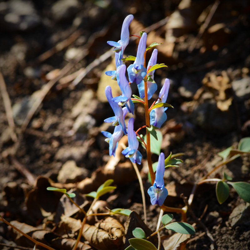 DSC_6750-1.jpg : 봄의 야생화들