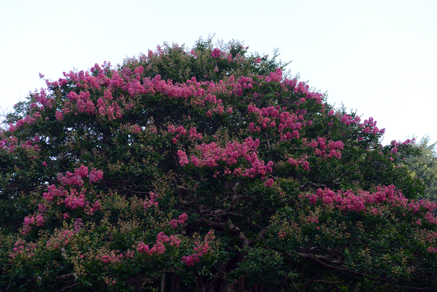 DSC_0913.JPG : 부산 양정 정묘사의 배롱나무