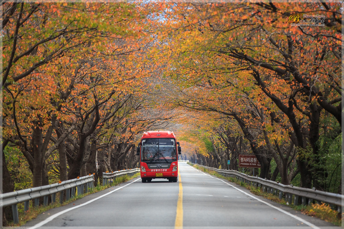 IMG_2403.jpg : 벚나무 단풍이 아름다운 길