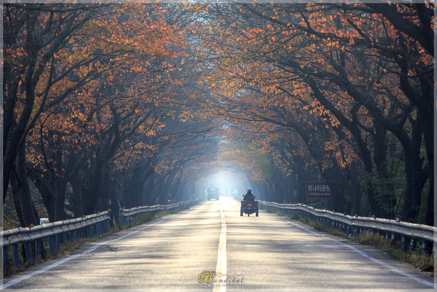 HKM_4013.jpg : 벚나무 단풍이 아름다운 길