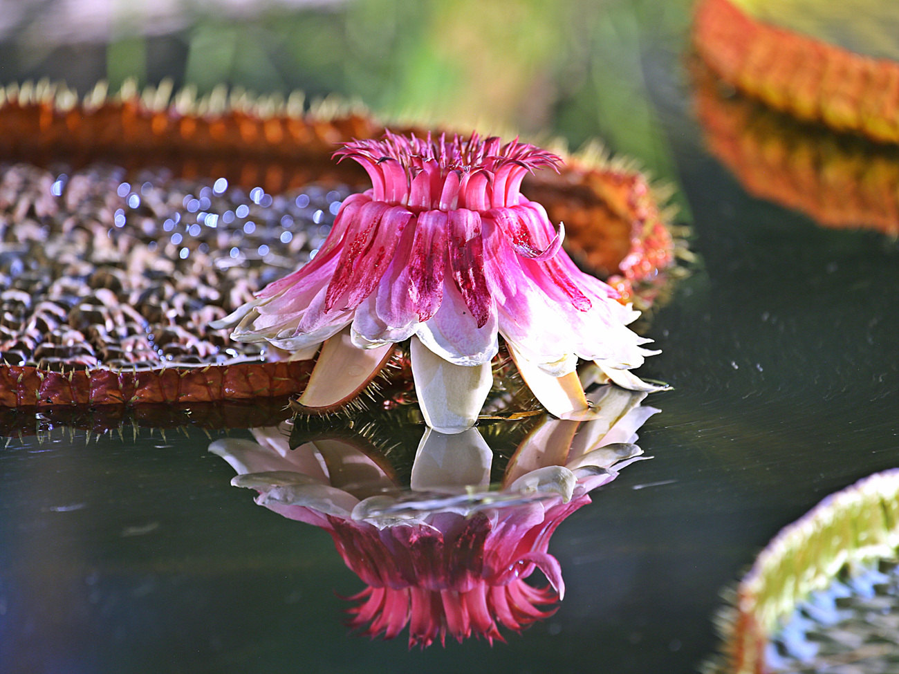 IMG_9350.jpg : 빅토리아 수련 , 큰가시연꽃 ( Victoria cruziana )