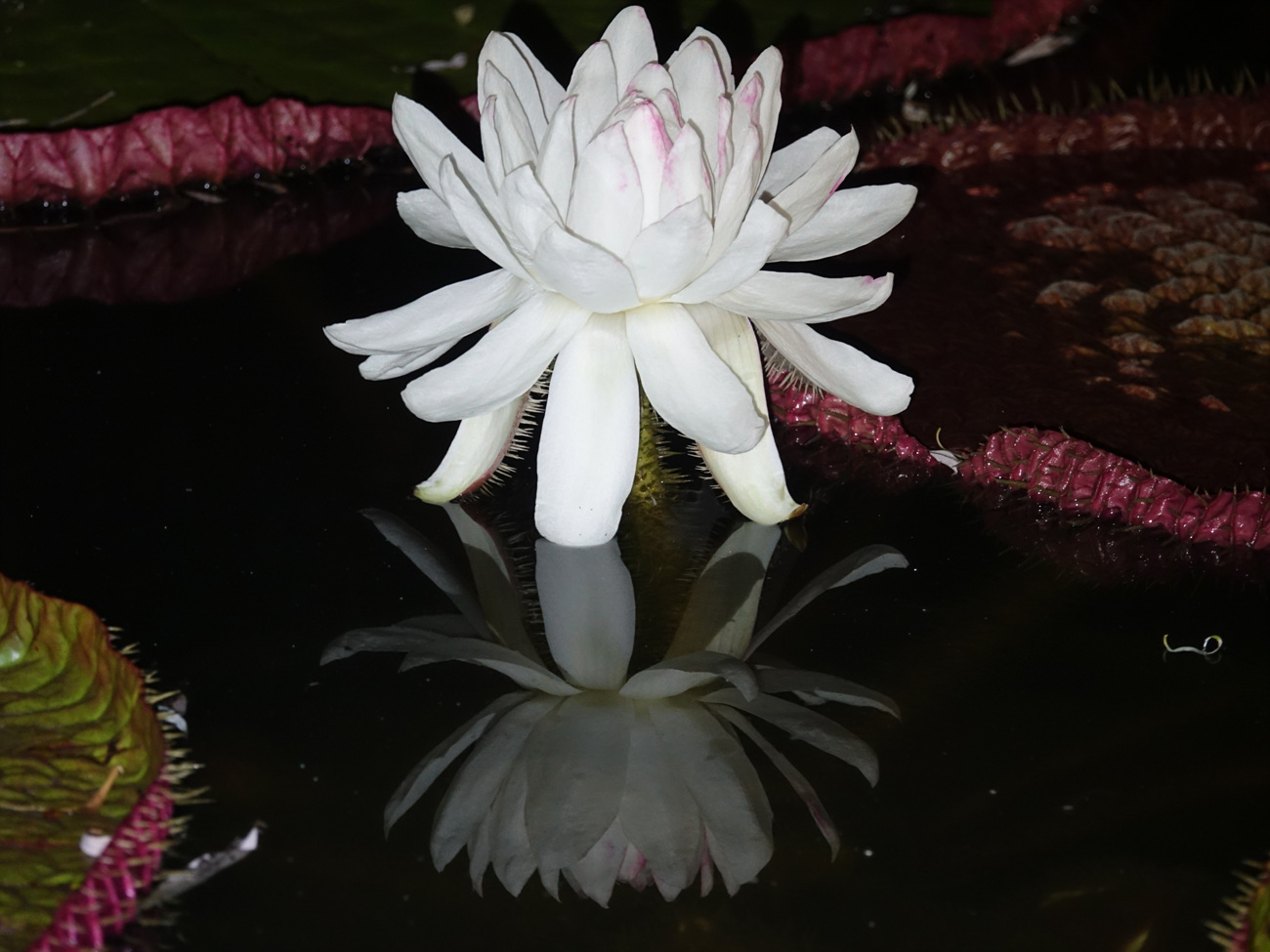 DSC03652.jpg : 빅토리아 수련 , 큰가시연꽃 ( Victoria cruziana )