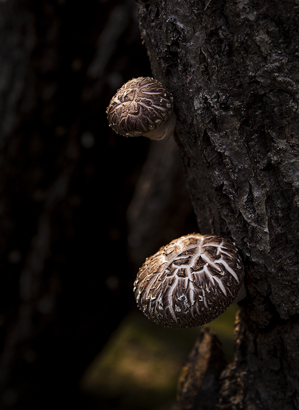 IMG_8582-1.jpg : 표고버섯의 멋