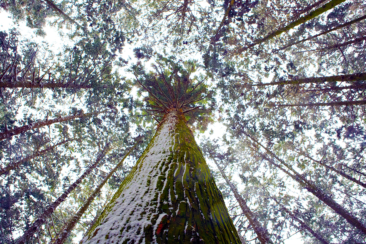 DE0A0884-1-2-4.jpg : 눈속의 편백나무