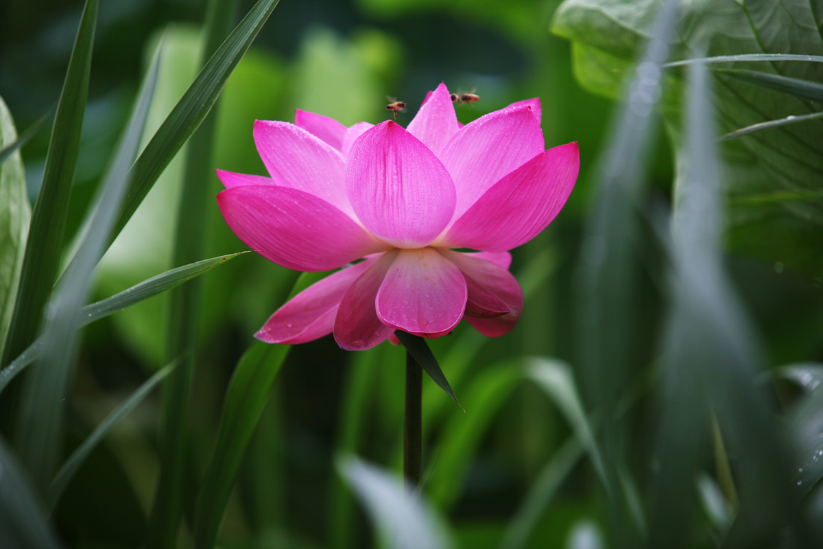 IMG_9231_1.jpg : 강주 연못 연꽃