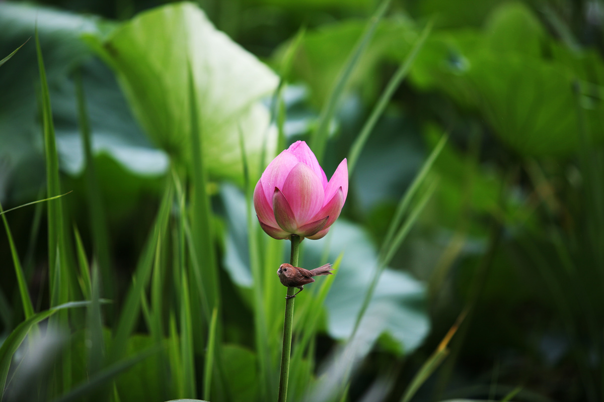 IMG_9190_2.jpg : 강주 연못 연꽃
