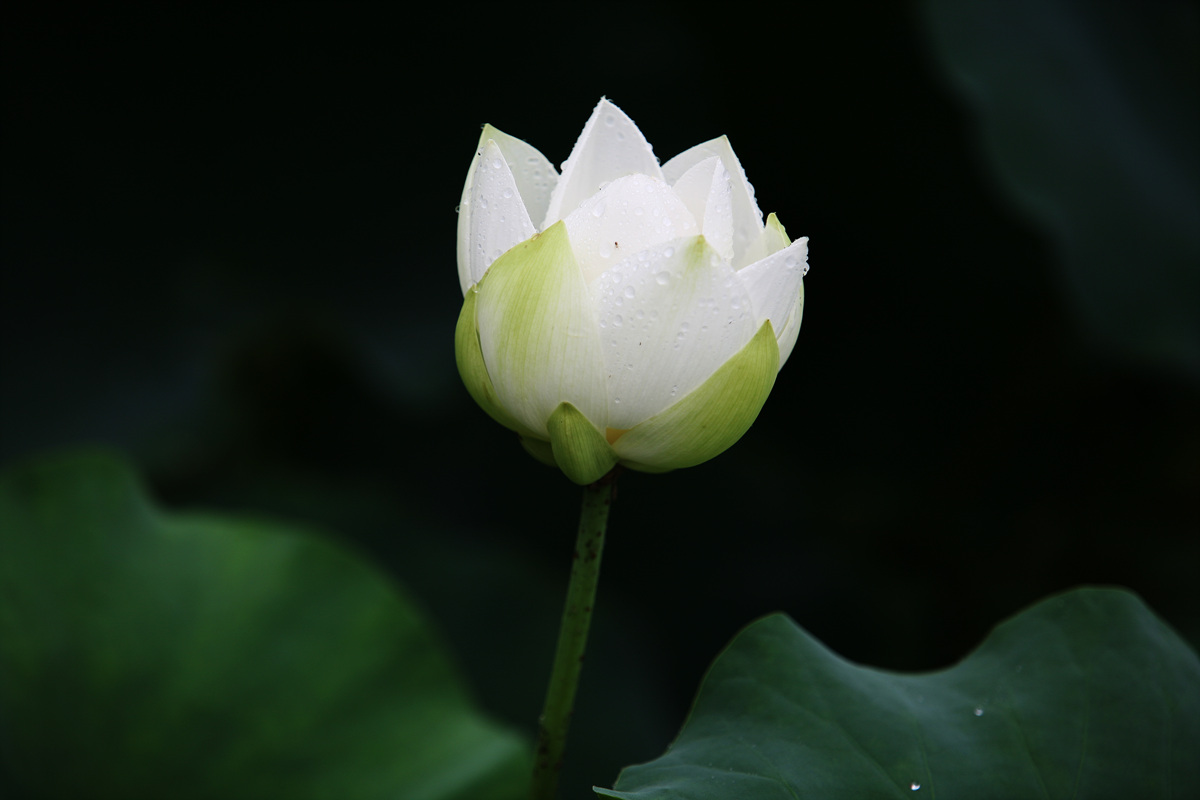 IMG_9220_1.jpg : 강주 연못 연꽃
